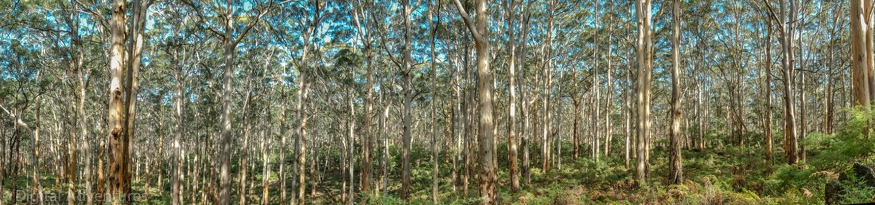 Eucalypt forest in the South Western corner of Australia